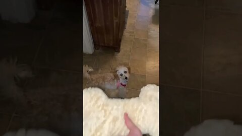 Cute puppy Lucy playing fetch with giant bone toy. #shorts #cute