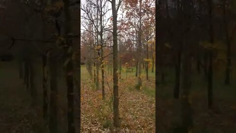 he runs to find that squirrel!!