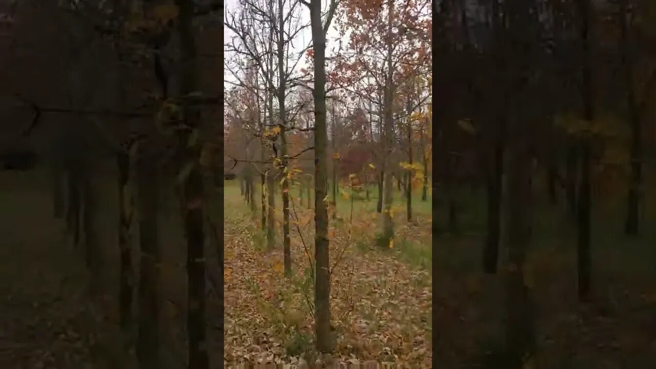 he runs to find that squirrel!!