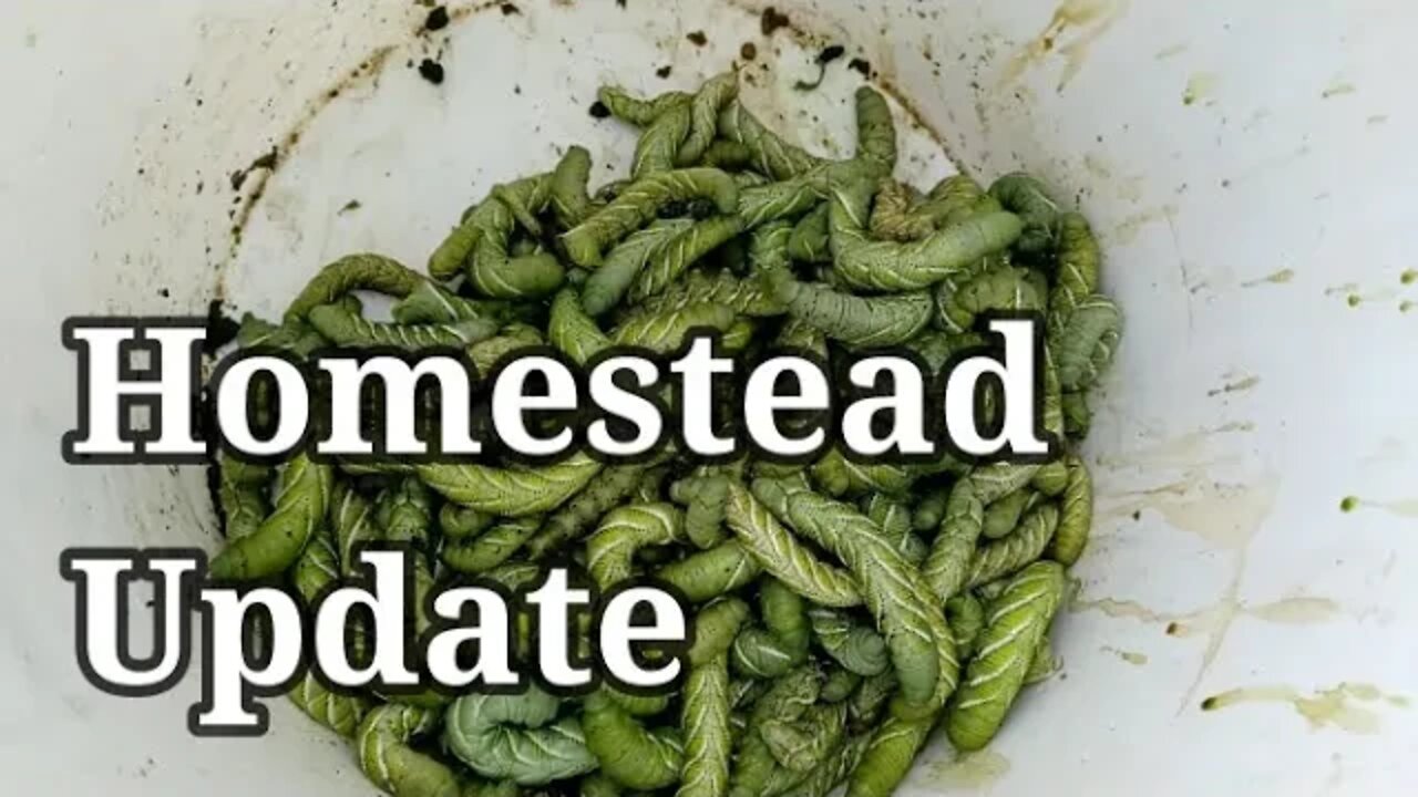 Homestead Update
