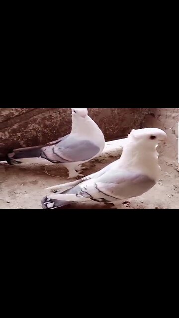 Golden fancy beautiful breeder pair low flying
