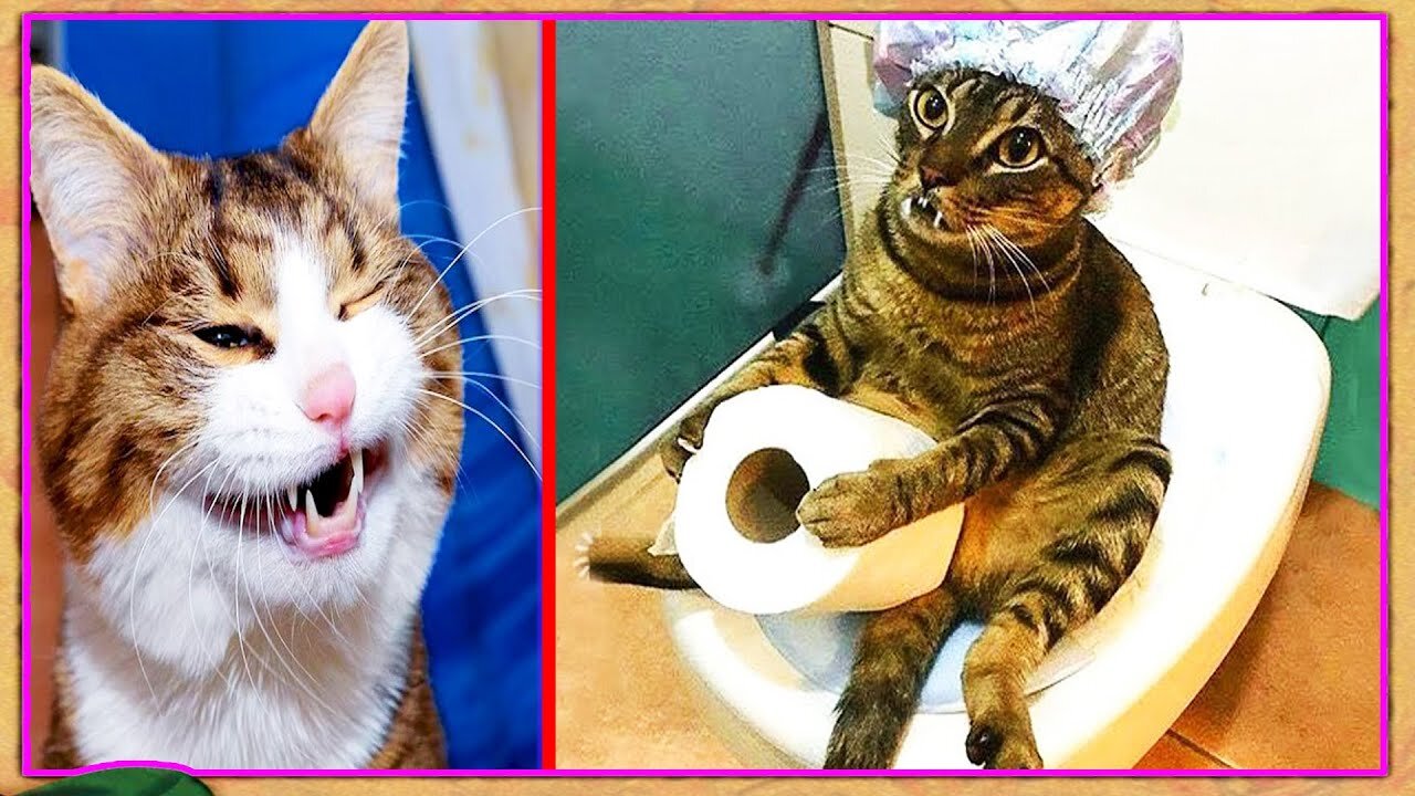 πΊπΆ The funniest animals π Jokes with cats and dogs 2023 πΊπΆ