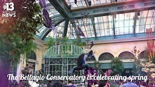 Spring 2021 display at Bellagio Conservatory