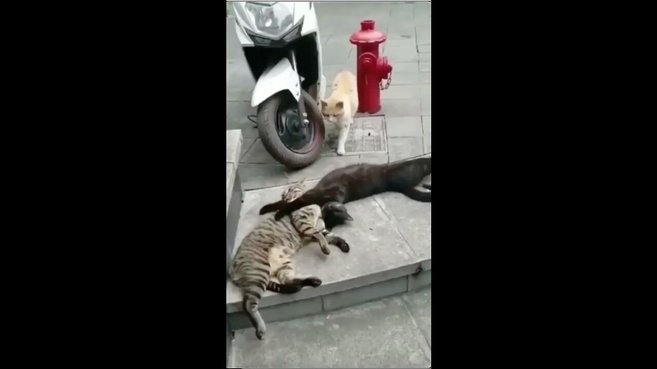 Funniest Cats Video - Sleeping Cats Disturbed by Another Cat #shorts