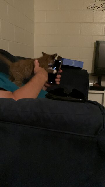 Cat playing with phone