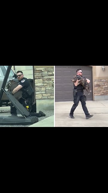 Officer caught on video chasing down and tackling a runaway pig