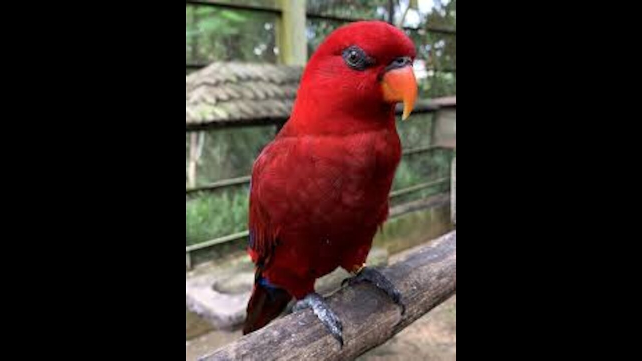 Red parrot beauty beyond imagination