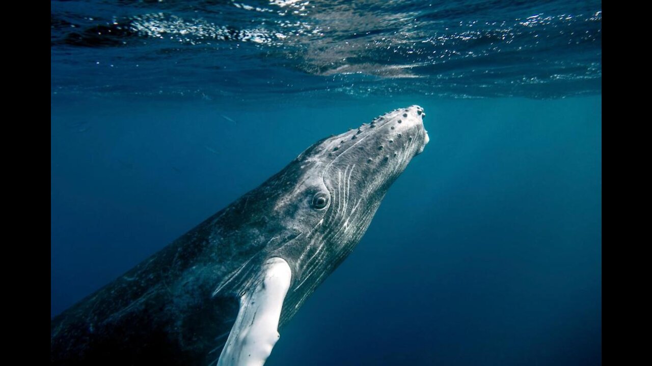 The whale fall is the last tenderness left by the whale to the sea