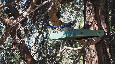 My Backyard Birds