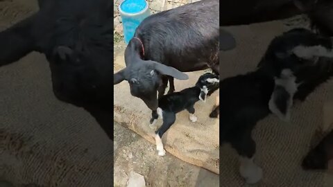 New life