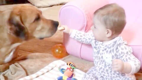 Sweetest Cute Dogs and Babies are Best Friends - Dogs Babysitting Babies Video