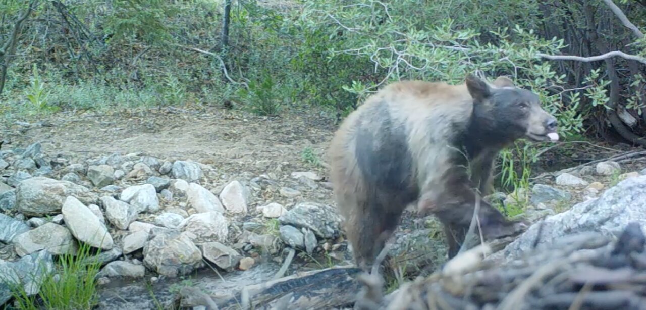 Critters by creek in San Bernardino Mtns Big Bear Lake. Bear bobcat Northern flicker chipmunk deer