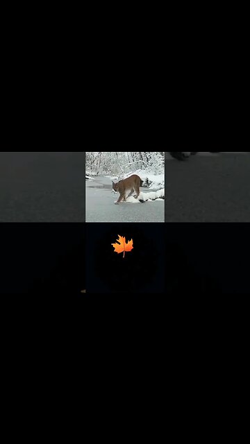 Smart Bobcat. Nature. #bobcats #animals