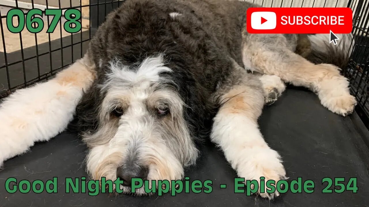 [0678] GOOD NIGHT PUPPIES - EPISODE 254 [#dogs #doggos #doggies #puppies #dogdaycare]