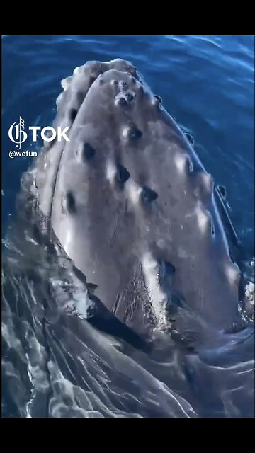 GOING WHALE WATCHING🌊🛥️🐳📸FOR THE FIRST TIME🛥️🌊🐋💫