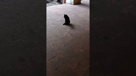 It's a black cat. Awesome black fur this cat has got. 😍