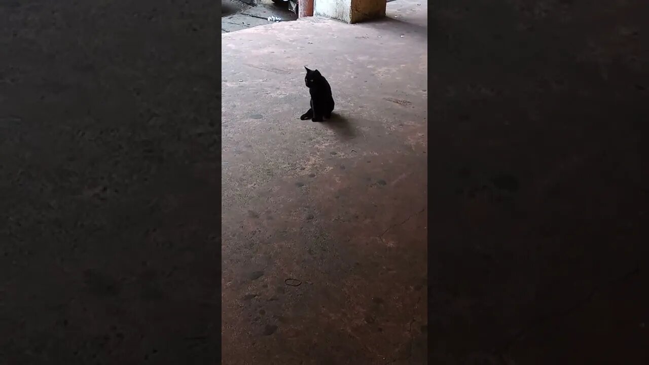 It's a black cat. Awesome black fur this cat has got. 😍