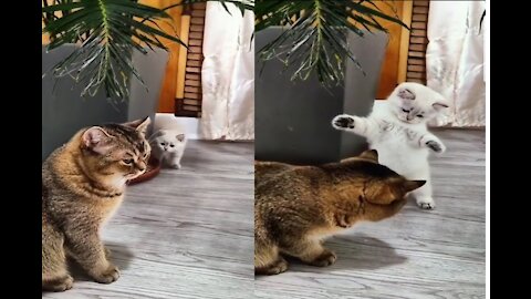 Cute Baby Cat Playing With Big Cat