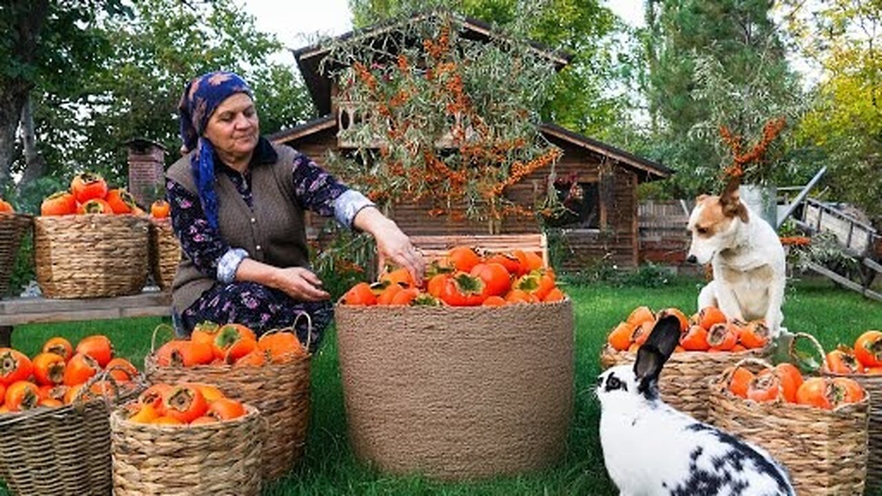 From Tree to Table: Persimmon Harvest, Drying & Pie Recipe