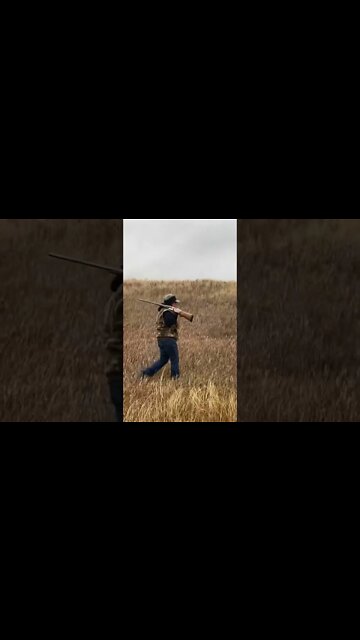 Walking for roosters! #shorts