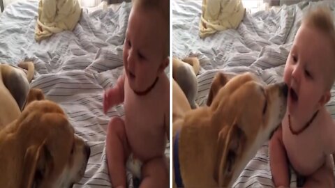 Baby happy to receive kiss from his canine friend