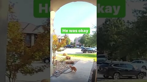Does cat really have 7 lives or life’s 😳😳 #shorts #trendingshorts #hype #saintpee #viral #cat