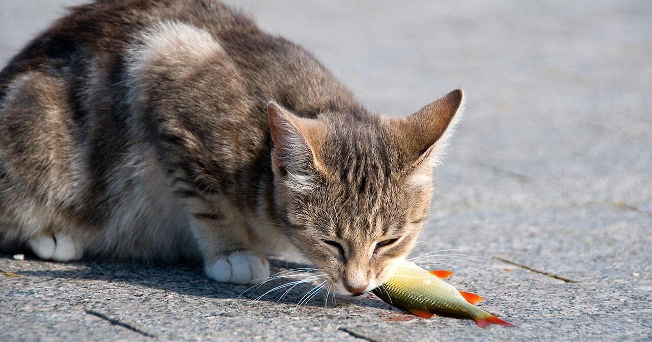 Kitty Catches Fishy