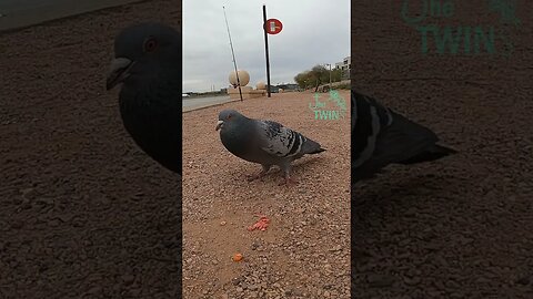 A Pigeons Paradise #pigeon #fishing #corn