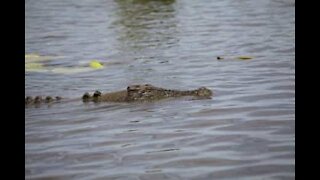 Un groupe de jeunes Australiens repousse un crocodile!