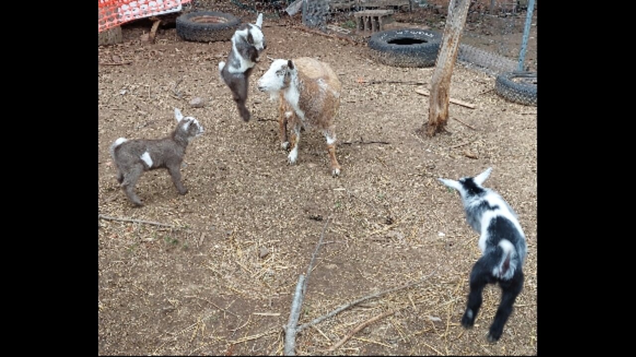 Baby Nigerian Dwarf goats