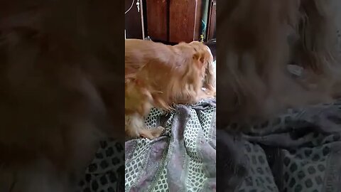 #dogshow , #animals , #dogs , #shortsvideo