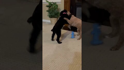 Dogs Playing Will Make Even The Worst Day Better! #shorts