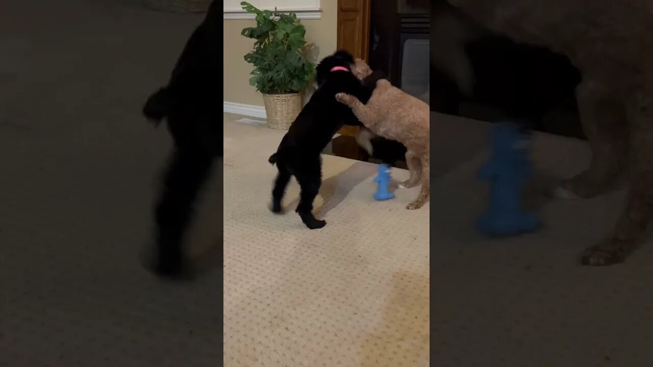 Dogs Playing Will Make Even The Worst Day Better! #shorts