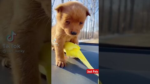 Puppy best Friend #cute #shorts #viral #tiktok #funnyanimals