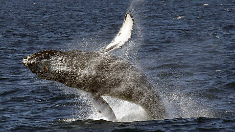 When the whale falls, everything grows.