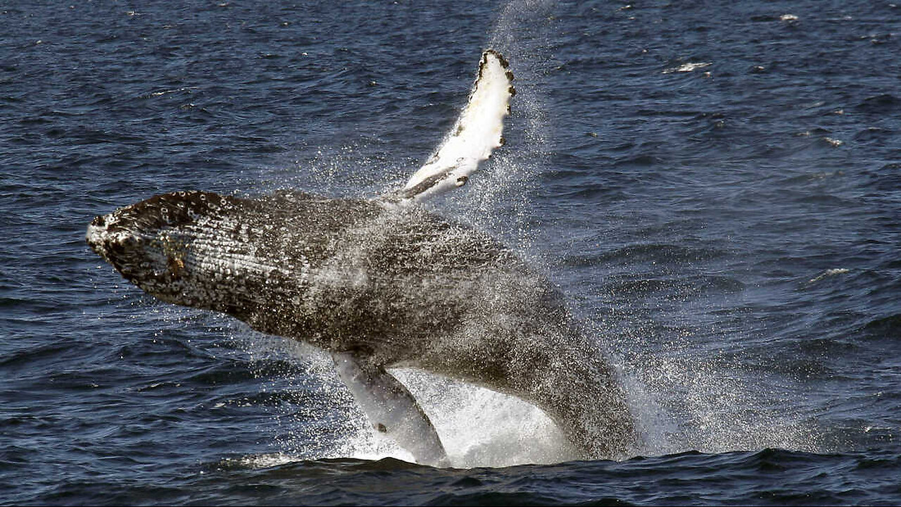 When the whale falls, everything grows.