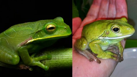 The smartest frog in the world.