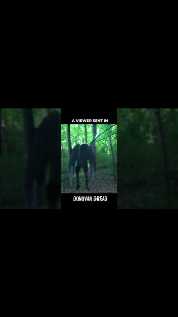 Pictures from Mothman Encounter #shorts