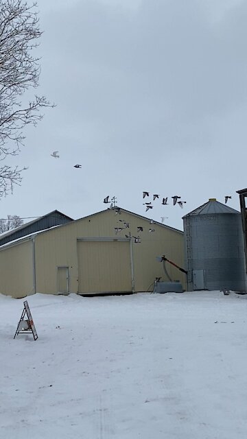 Pigeons in flight on the farm