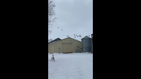 Pigeons in flight on the farm