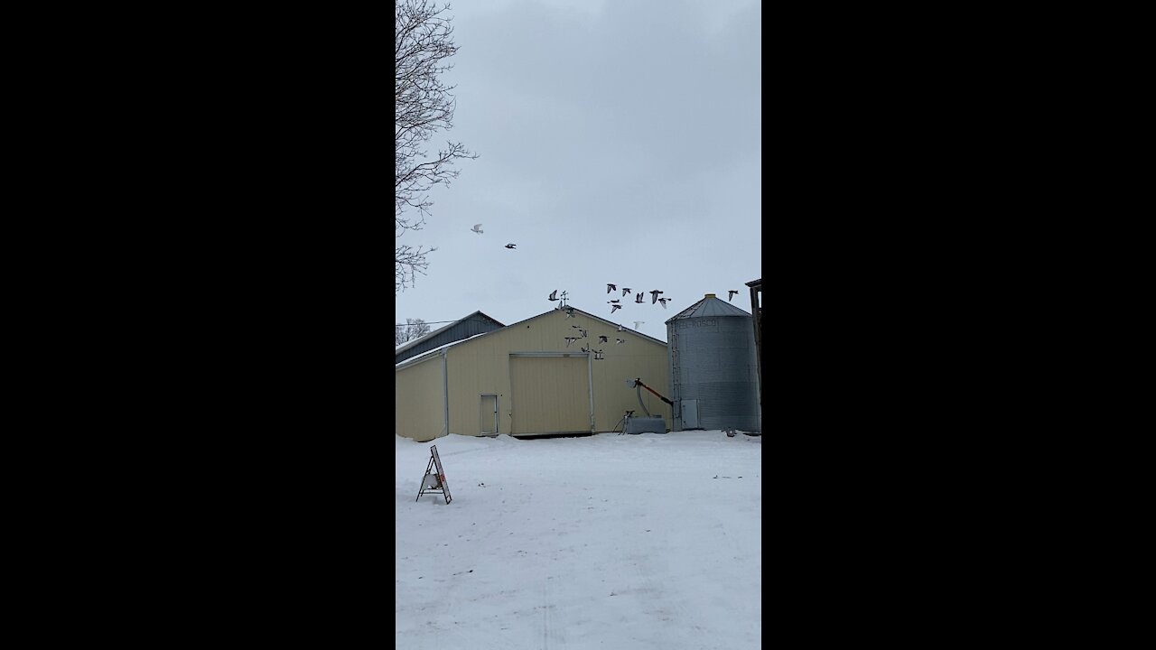 Pigeons in flight on the farm