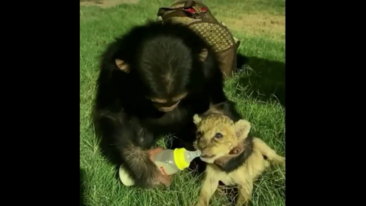 VIEW CHIMPANZEE FEEDING BABY TIGER .