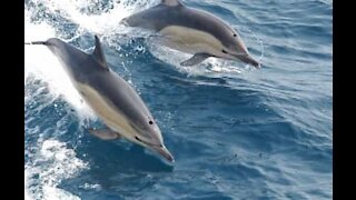 Ces dauphins offrent un sublime spectacle