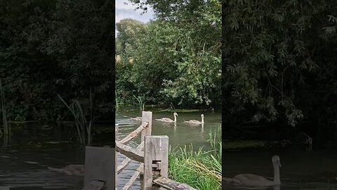 Army of Swans in Grantchester Meadows