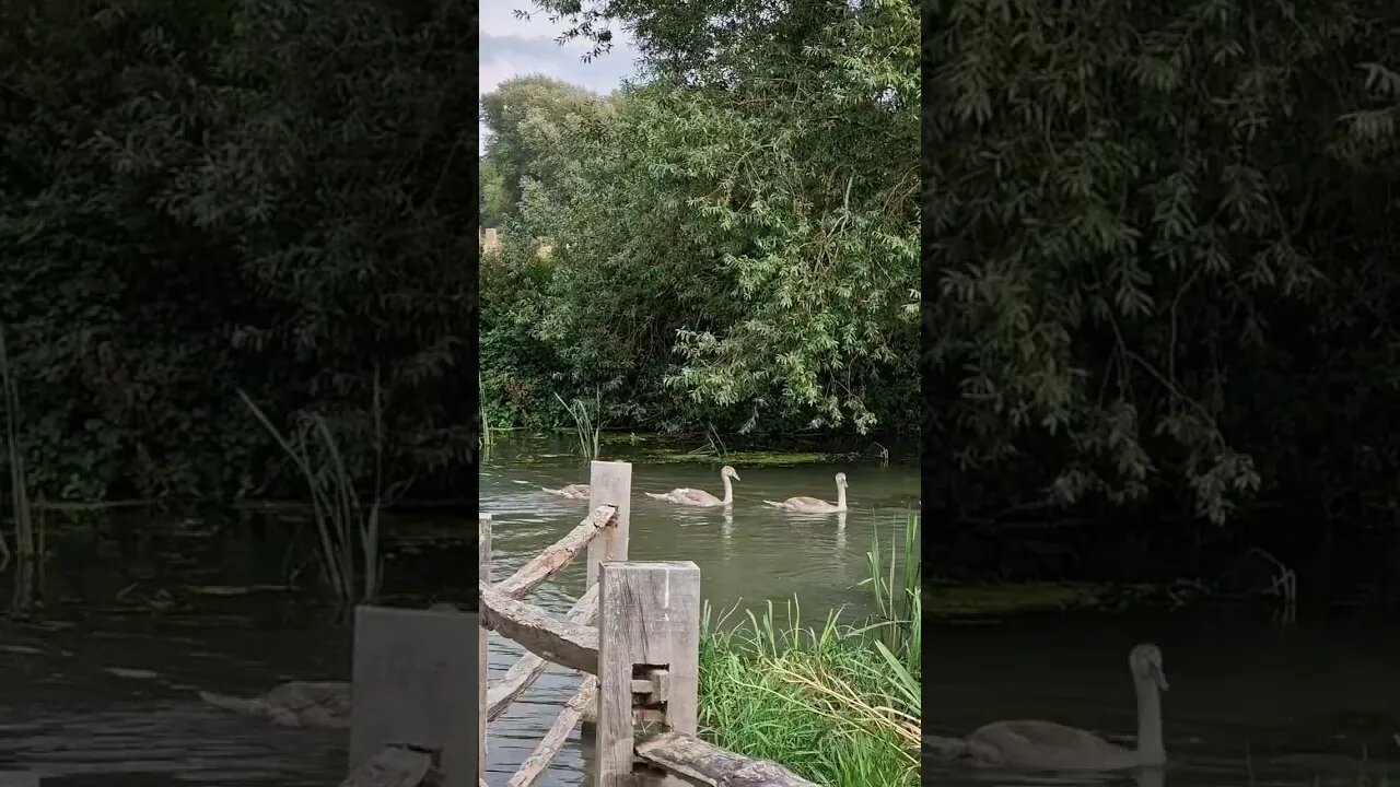 Army of Swans in Grantchester Meadows