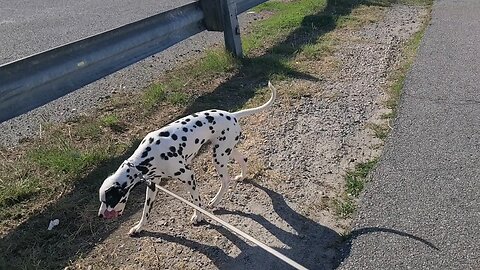 Luna visits Savannah Tesla charging station off of I95