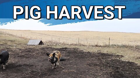 Pig Harvest Is Finally Here!