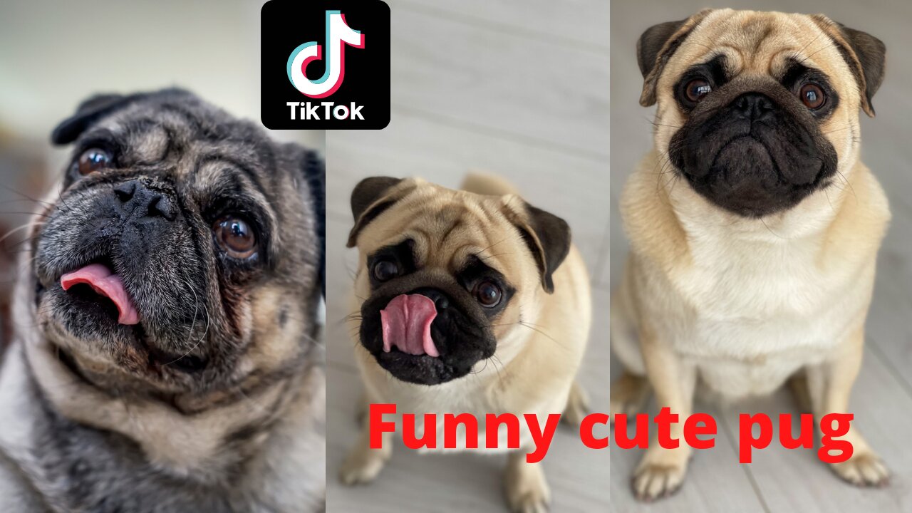 Cute Funny pugs from tik tok