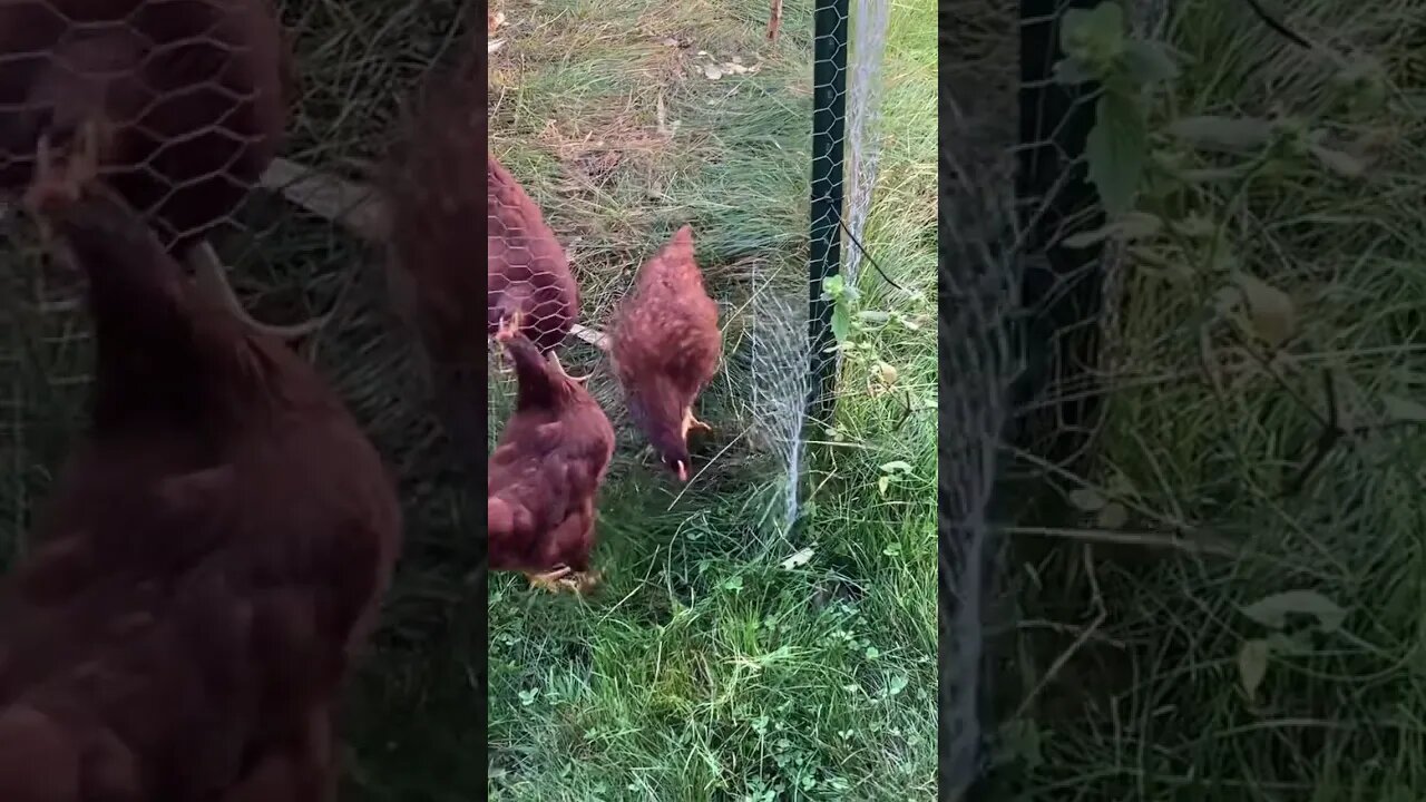 Making a hole for the hens