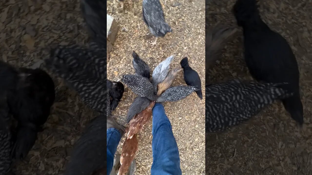 I GUESS You Can CALL Me That CHICKEN GUY!!!